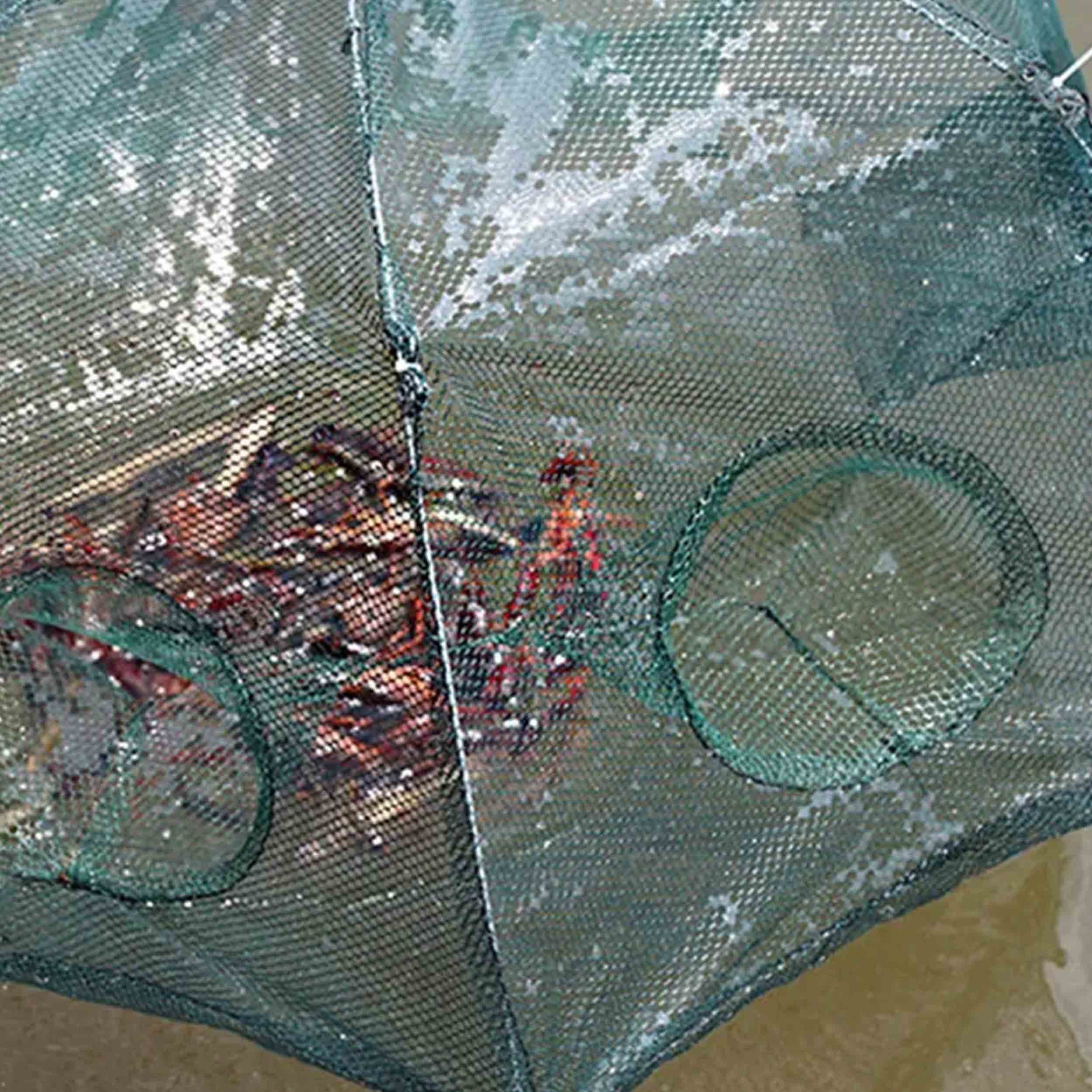 گرگور-5-ضلعی-5-خانه-12