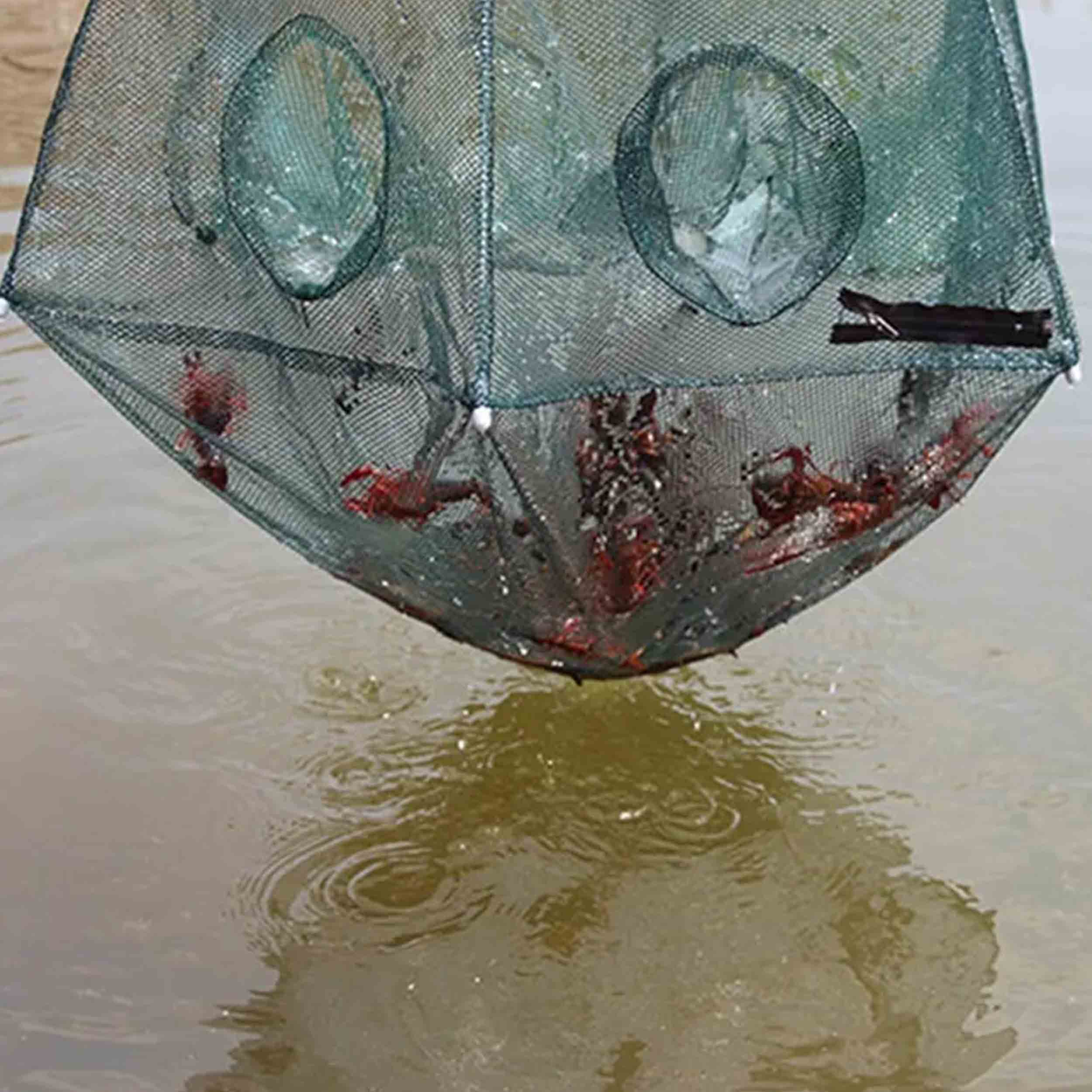 گرگور-5-ضلعی-5-خانه-13 صید با گرگور