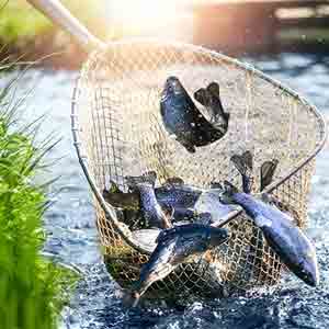 خرید چاک ماهیگیری