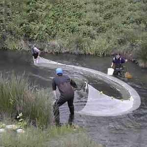 تور ماهیگیری ترال